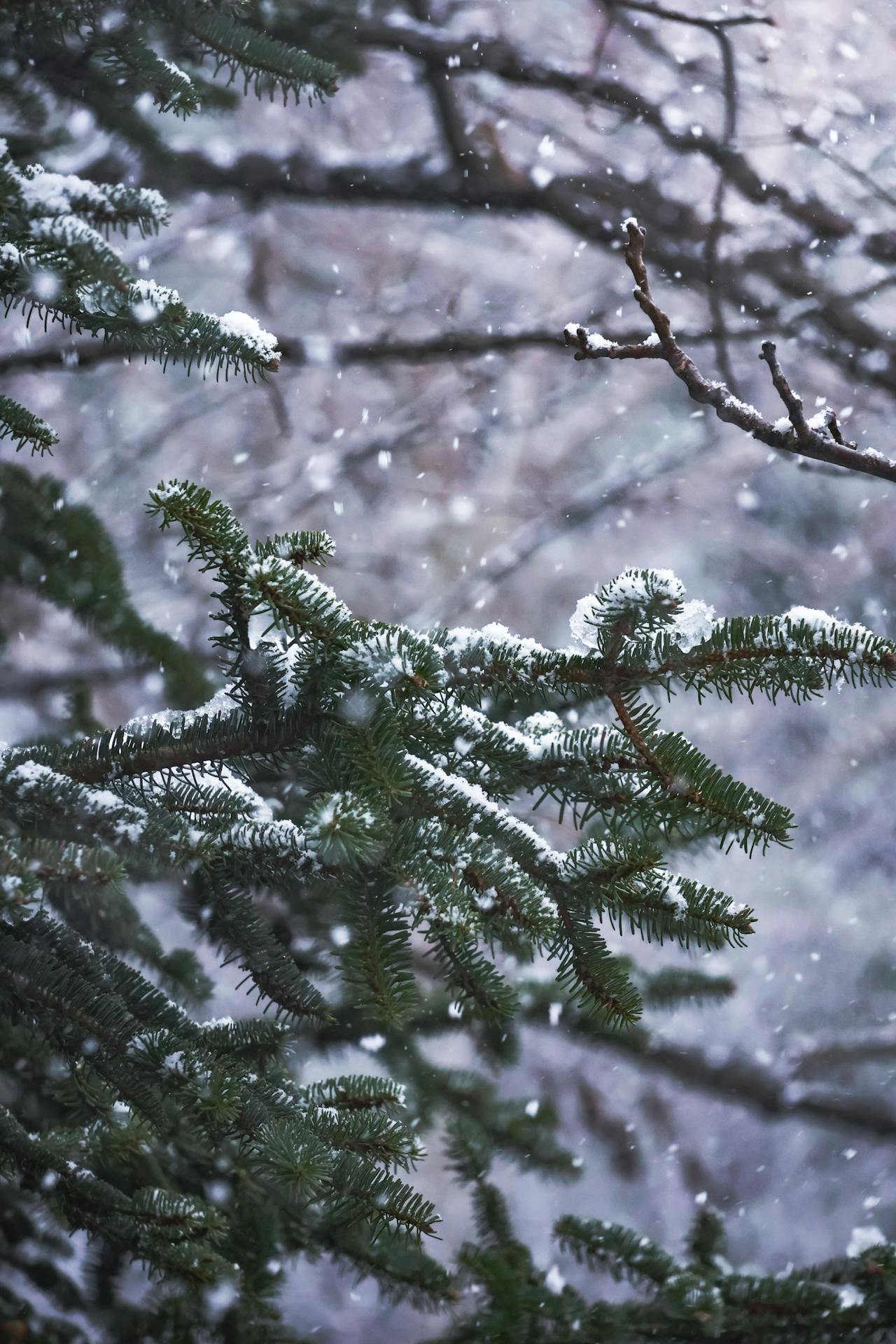 Winter in Estes Park, CO