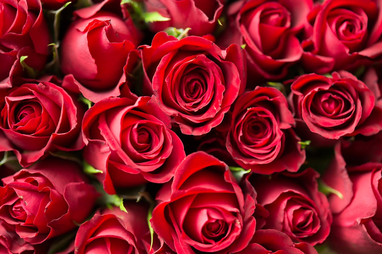 Dozen Roses